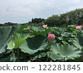 lotus flower in the blue sky 122281845