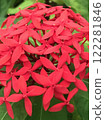 Red flowers in tropical country 122281846