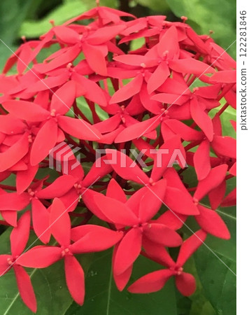 Red flowers in tropical country 122281846
