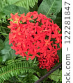 Red pentas flowers 122281847