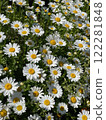 A group of margaret daisies blooming in a field 122281848
