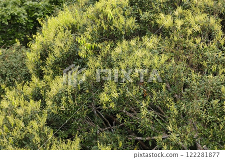 Nature Plants Okinawan jiao, male flowers beginning to bloom. Yellow-green male flower inflorescences covering the crown of a large tree 122281877