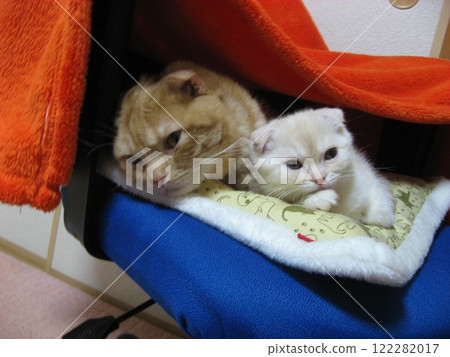 A lining cat 122282017