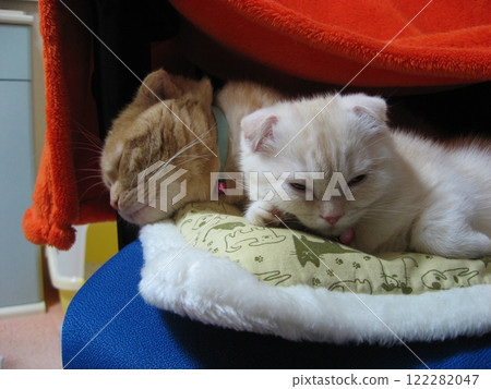 Cat sleeping together 122282047