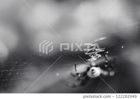 Nephila clavata in a spider web 122282049