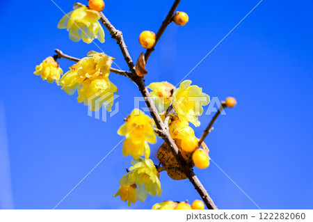 Wintersweet flower 2 122282060