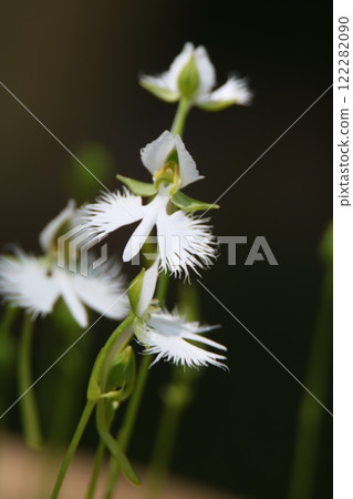 純白鯡魚 純白鯡魚 122282090