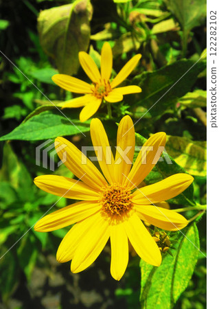 黃色菊芋花的美麗風景 122282102