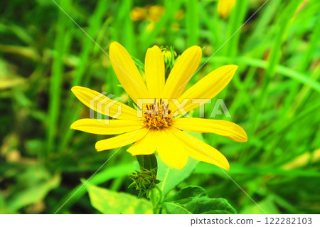 Beautiful scenery of yellow Jerusalem artichoke flowers Beautiful scenery of yellow Jerusalem artichoke flowers 122282103