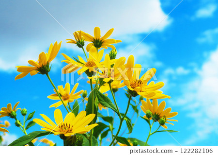 黃色菊芋花的美麗風景 黃色菊芋花的美麗風景 122282106