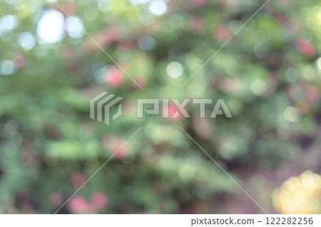 Pink Flowers Winter Sunlight Through the Trees Out-of-focus Background Material 122282256