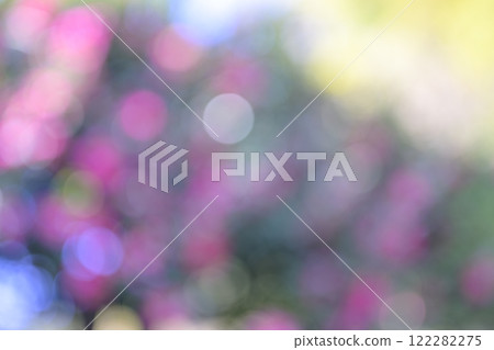 Pink Flowers Winter Sunlight Through the Trees Out-of-focus Background Material Pink Flowers Winter Sunlight Through the Trees Out-of-focus Background Material 122282275