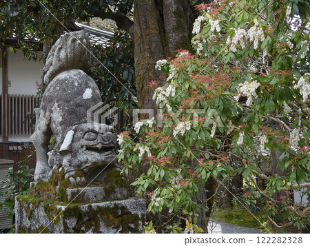 Akayama Shinin Temple Shiba Inu Akayama Shinin Temple Shiba Inu 122282328