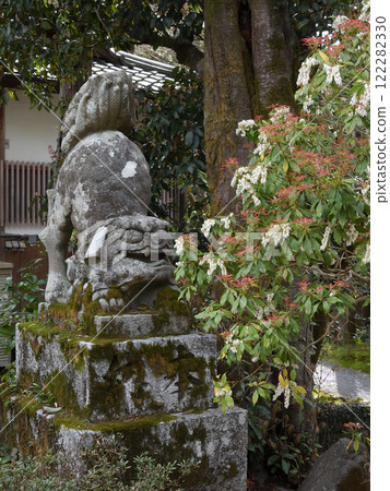 Akayama Shinin Temple Shiba Inu Akayama Shinin Temple Shiba Inu 122282330