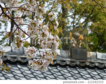 Akayama Zen monkey monkey monkey (hall) Akayama Zen monkey monkey monkey (hall) 122282333