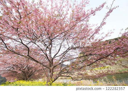 Kawazu cherry blossoms blooming along the river 122282357