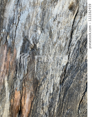 Tree with bark peeled off 122282459