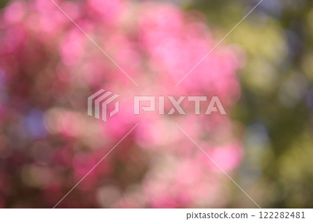 Pink Flowers Winter Sunlight Through the Trees Out-of-focus Background Material Pink Flowers Winter Sunlight Through the Trees Out-of-focus Background Material 122282481