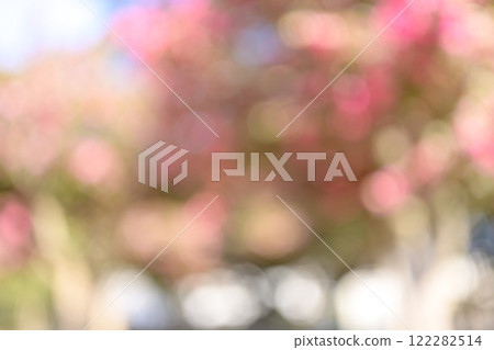 粉紅色的花冬季陽光聚焦背景材料 122282514