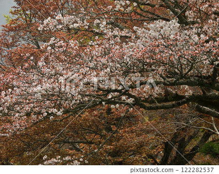 修學院離宮、上離宮、湯龍池、櫻花 修學院離宮、上離宮、湯龍池、櫻花 122282537