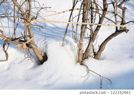 雪、降雪、雪景、植物、大自然、冬天、樹、戶外、樹枝、樹幹、冬天場景、雪 雪、降雪、雪景、植物、大自然、冬天、樹、戶外、樹枝、樹幹、冬天場景、雪 122282661