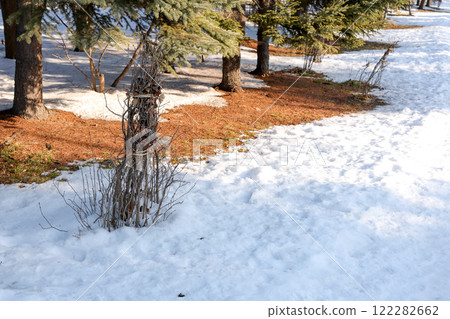 snow, snowfall, snow scene, plant, nature, winter, tree, outdoors, branch, trunk, winter scene, SNOW snow, snowfall, snow scene, plant, nature, winter, tree, outdoors, branch, trunk, winter scene, SNOW 122282662