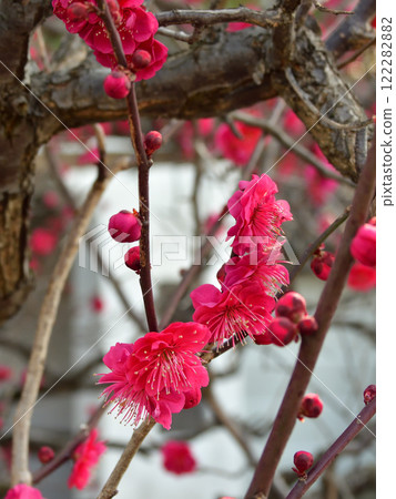 法珠寺龍宮門雙紅梅 122282882