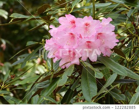 修學院離宮石久花 122282885