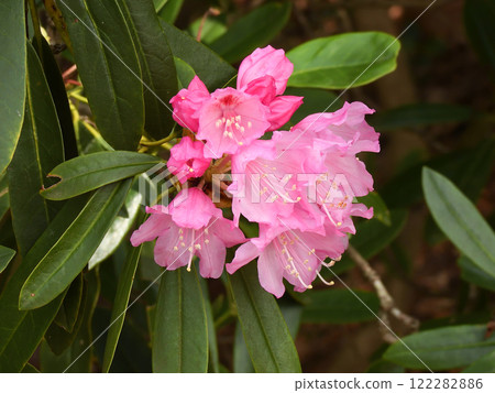 修學院離宮石久花 122282886