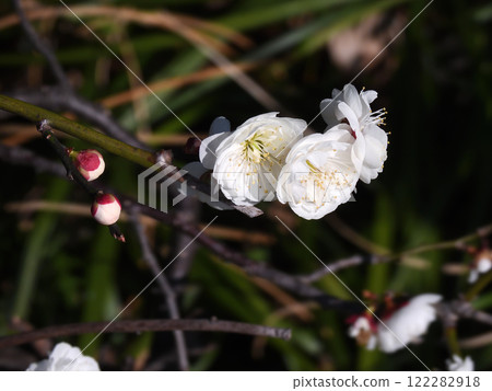 Shogaiji寺 122282918