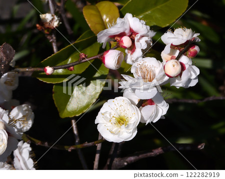 Shogaiji寺 122282919