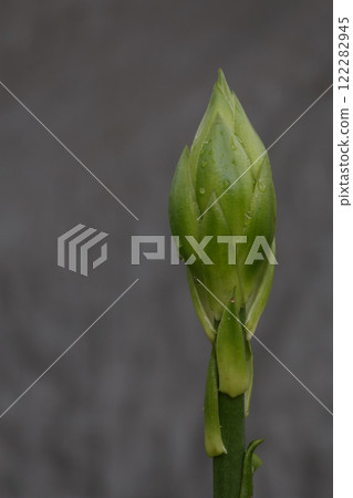 綠色百合花蕾 綠色百合花蕾 122282945