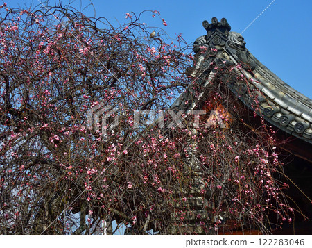 法壽寺垂紅梅 法壽寺垂紅梅 122283046
