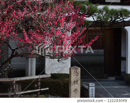 Hojuji Temple: Ryugumon Gate and Double Red Plum Blossoms 122283049