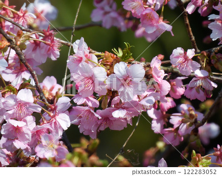 法壽寺河津櫻 122283052