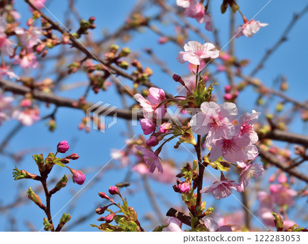 法壽寺河津櫻 122283053