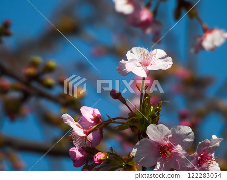 法壽寺河津櫻 122283054