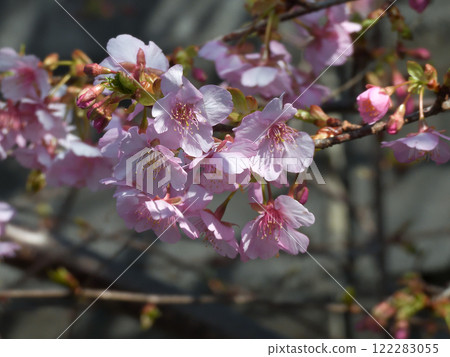 法壽寺河津櫻 122283055