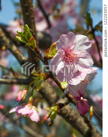 Hojuji Temple Kawazuzakura 122283057