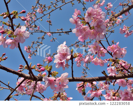 法壽寺河津櫻 122283058