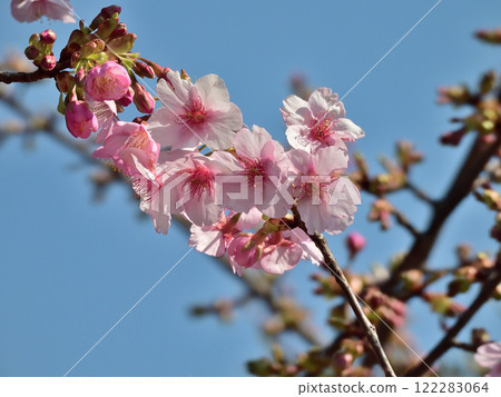 法壽寺河津櫻 122283064