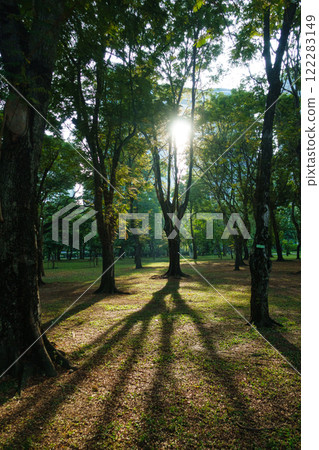 serene park scene with sunlight filtering through trees, casting long shadows on ground. lush greenery creates peaceful atmosphere, perfect for relaxation serene park scene with sunlight filtering through trees, casting long shadows on ground. lush greenery creates peaceful atmosphere, perfect for relaxation 122283149