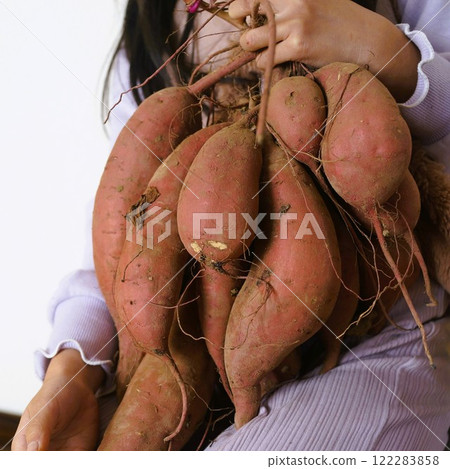 A girl holding a bumper crop of sweet potatoes A girl holding a bumper crop of sweet potatoes 122283858