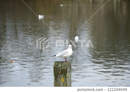 Birds perched on posts in Hyde Park lake 122284049