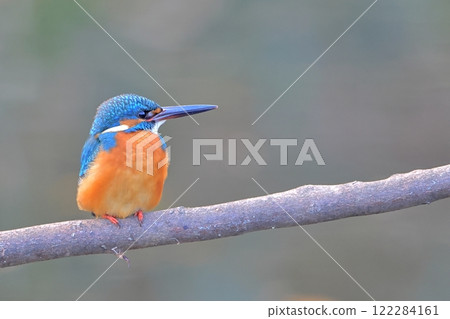 Kingfisher-051 Kingfisher-051 122284161