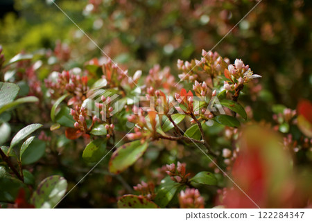 The buds of the Hime-sharin-ume blossoms bloom on May 2, 2024. The flower language is "confession of love," "innocence," and "comfortable breeze." The buds of the Hime-sharin-ume blossoms bloom on May 2, 2024. The flower language is "confession of love," "innocence," and "comfortable breeze." 122284347