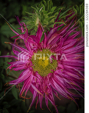 Red needle aster at the beginning of wilting and new bud 122284369
