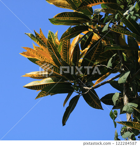 Green yellow croton plant, Laos. 122284587