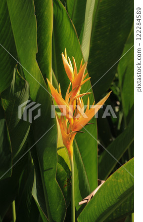 Yellow parrot s flower growing in Vang Vieng, Laos. 122284589