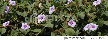 Pink morning glory flowers growing in Vang Vieng, Laos. Pink morning glory flowers growing in Vang Vieng, Laos. 122284592